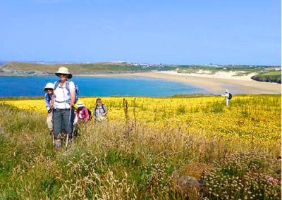 Corn marigolds in Cornwall at Crantock