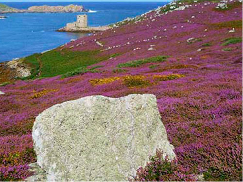 Western Maritime Heath on Tresco