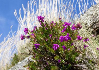 Heather and grass