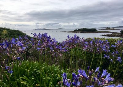 Agapanthas on Scilly Isles