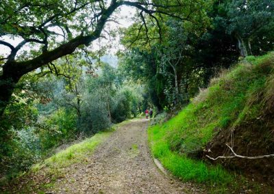 Winding lane in Umbria