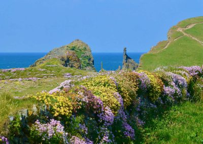 Spring flowers in Cornwall