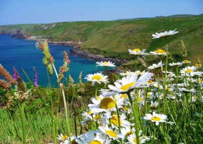 Cornish wild flowers along the coast path
