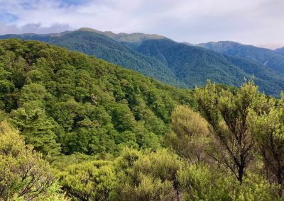 Tararua National Forest