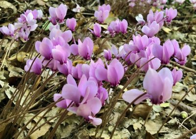 Italian cyclamens