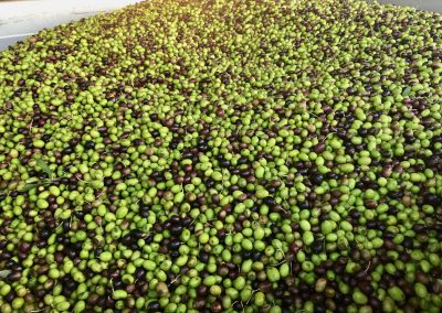 Italian olives for pressing, in Blera