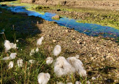 Cotton grass and mountains